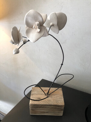 Orchidées