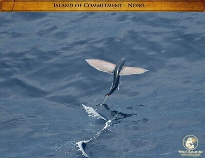 Nobo the Flying Fish 5 pack photos