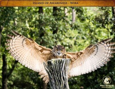 Wira the Owl 5 Pack photos