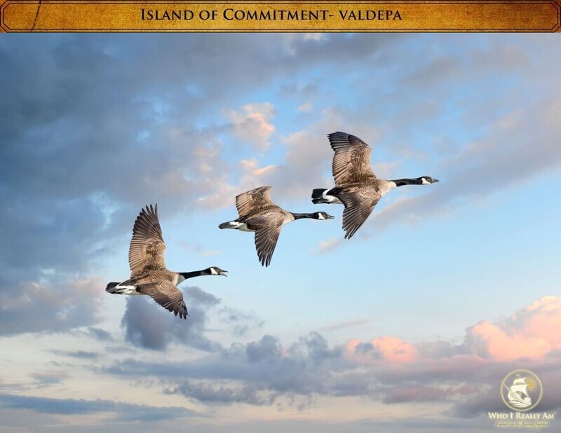 Valdepa the Goose 5 pack photos