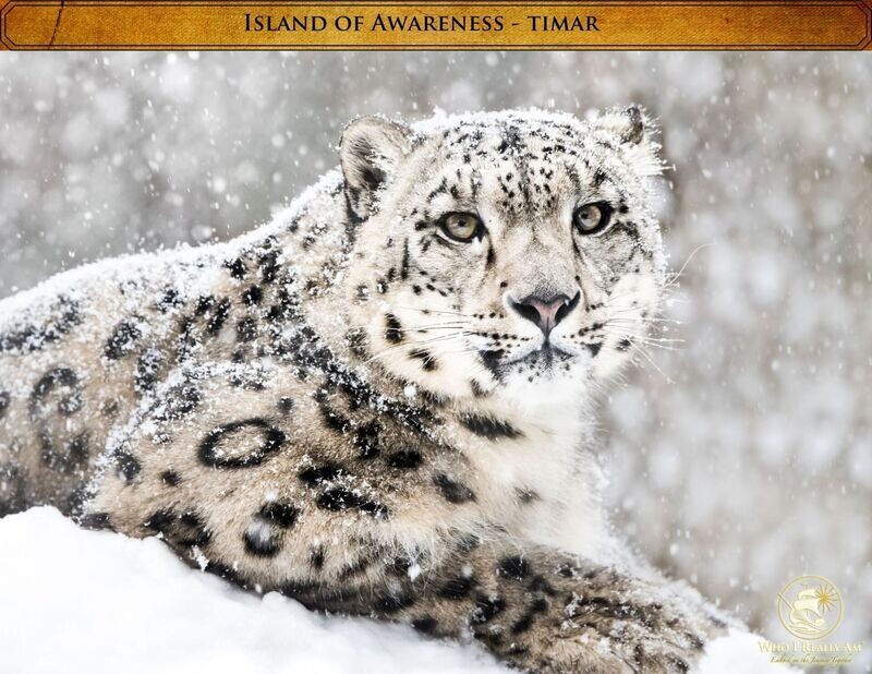 Timar the Snow Leopard 5 pack photo