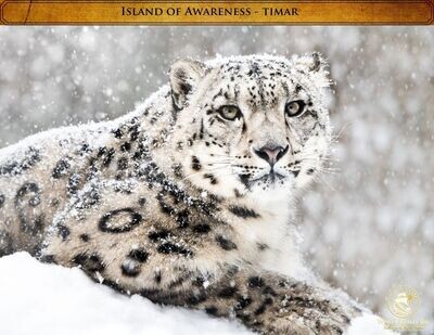 Timar the Snow Leopard 5 pack photo