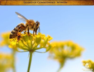 Wywow the Bee 5 pack photos
