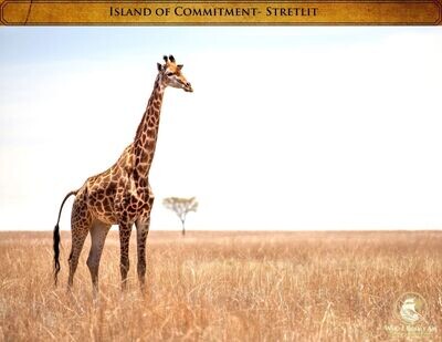 Stretlit the Giraffe 5 pack photos
