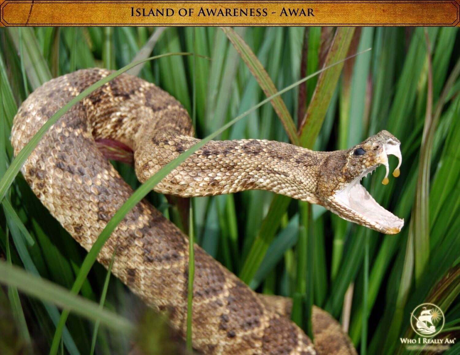 Awar the Rattlesnake 5 Pack Photos