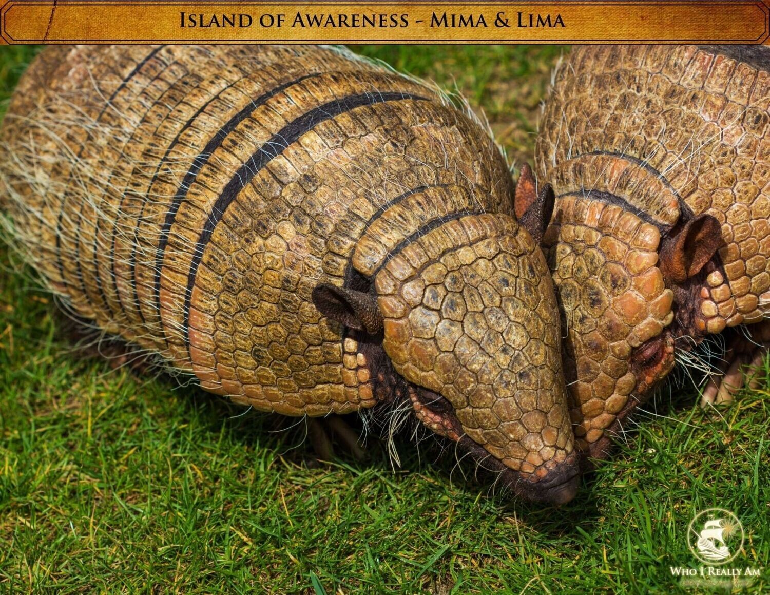 Mima and Lima Armadillos 5 pack photos