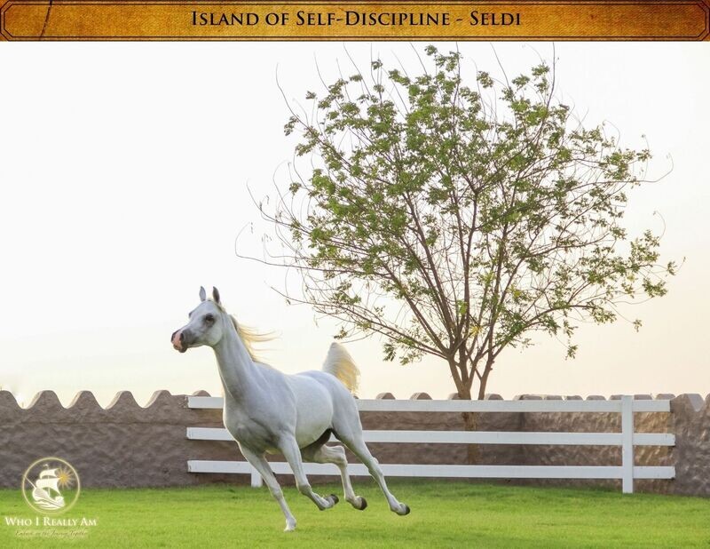 01 Seldi the Horse 5 Pack Photos