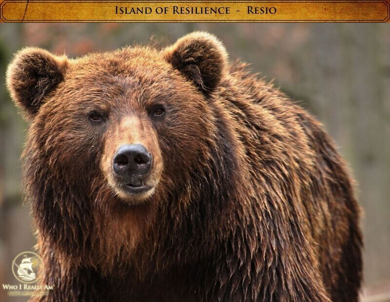 01 Resio the Bear 5 Pack Photos