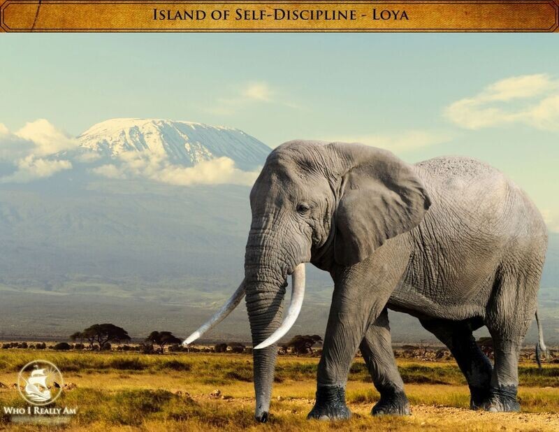 02 Loya the Elephant 5 Pack Photos