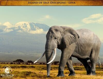 02 Loya the Elephant 5 Pack Photos
