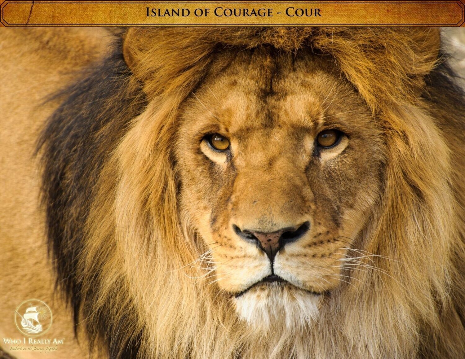 01 Cour the Lion 5 pack Photos