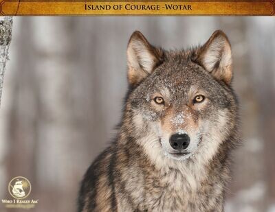 02 Wotar the Wolf 5 Pack Photos