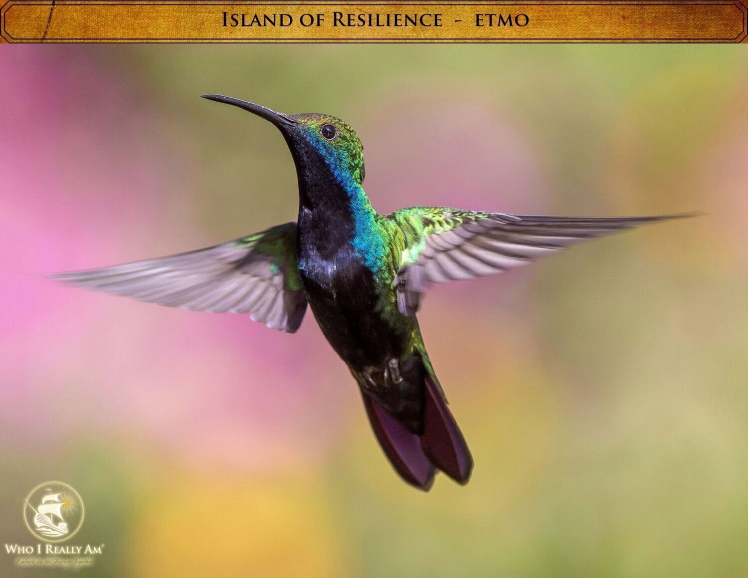 03 Etmo the Hummingbird 5 Pack Photos