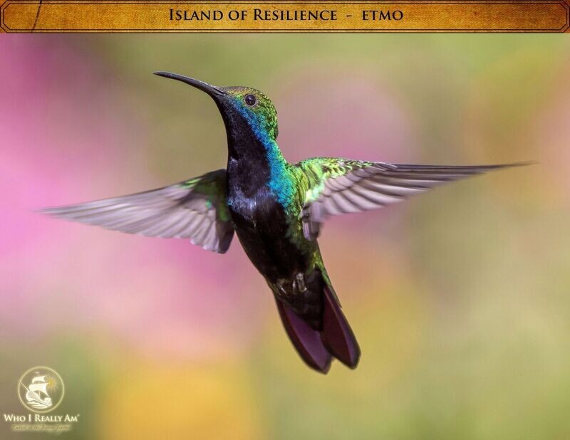 03 Etmo the Hummingbird 5 Pack Photos