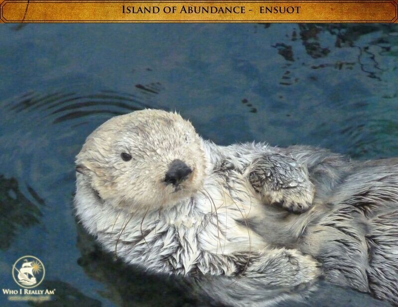 03 Ensuot the Sea Otter 5 Pack Photos