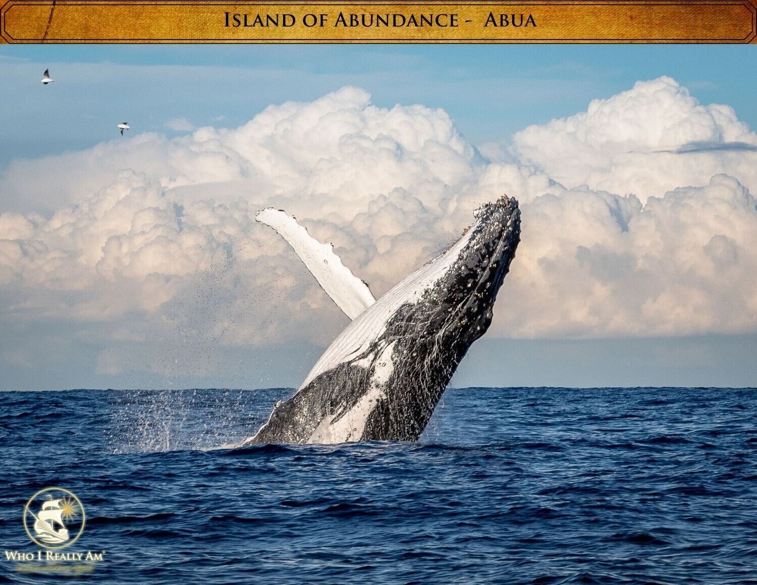01 - Abua the Whale 5 Pack Photos