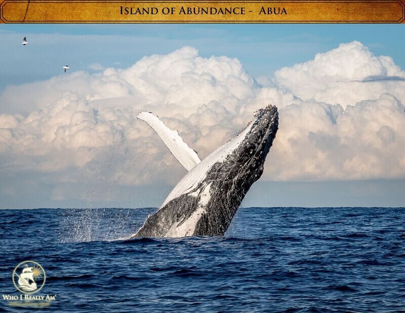 01 - Abua the Whale 5 Pack Photos