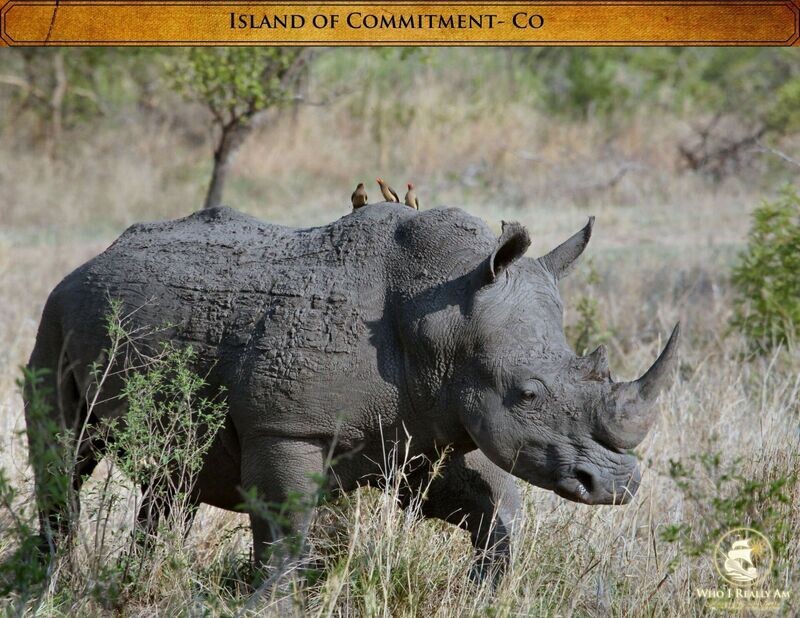Co the Rhino 5 Pack Photos
