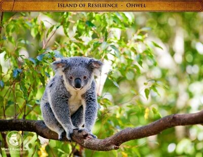 05 Ohwel the Koala 5 Pack Photos