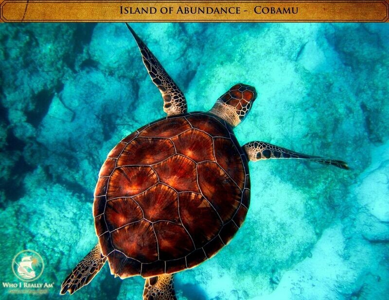 04 Cobamu the Sea Turtle 5 Pack Photos