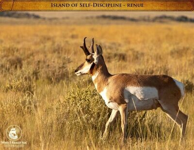 04 Renue the Pronghorn 5 Pack Photos