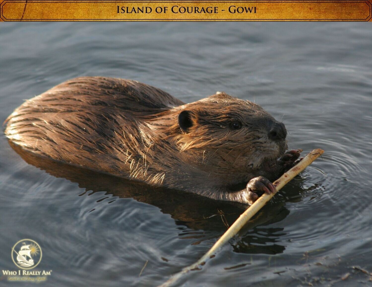 05 Gowi the Beaver 5 Pack Photos