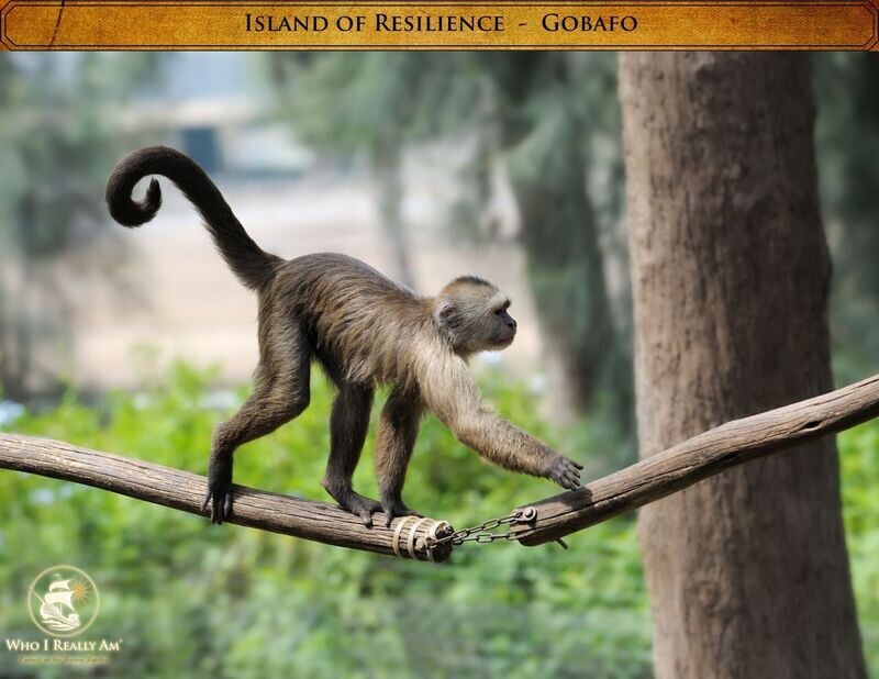 04 Gobafo the Monkey 5 Pack Photos
