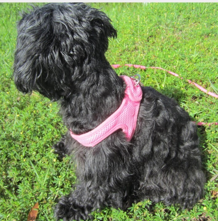 ChokeFree Mesh Shoulder Harness