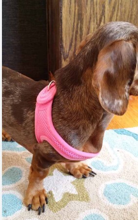 Velpro mesh shop chokefree dog harness