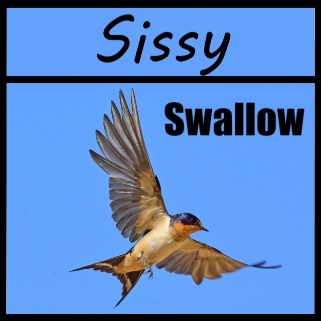 Sissy, Swallow