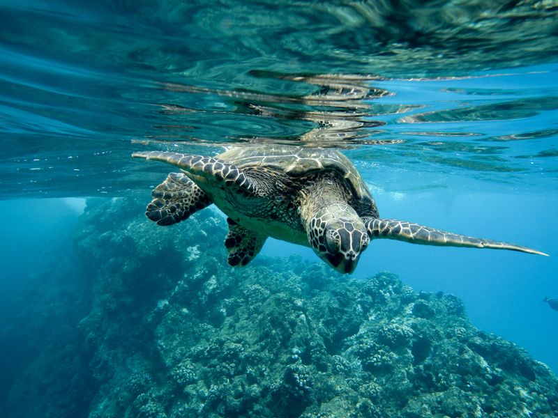 Swim with Turtles Akumal + Cristalino Cenote or Yal Ku Lagoon