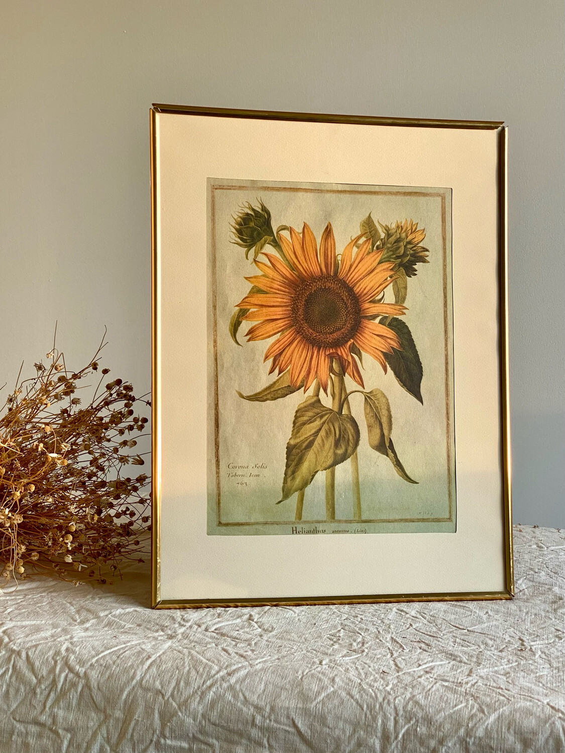 Illustration botanique sous cadre - Tournesols