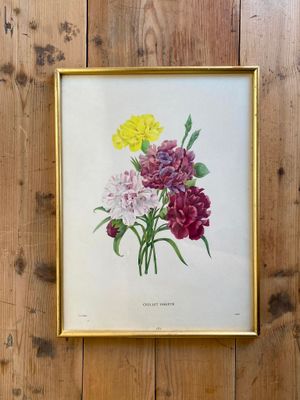 Illustration  Illustration "Oeillets" - PJ Redouté