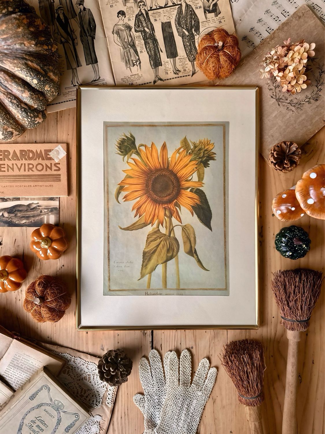Illustration vintage botanique - Tournesols