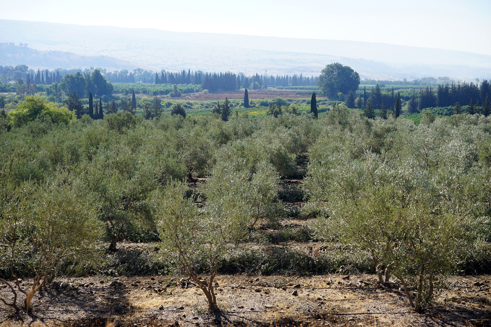 Rings of Trees in Israel