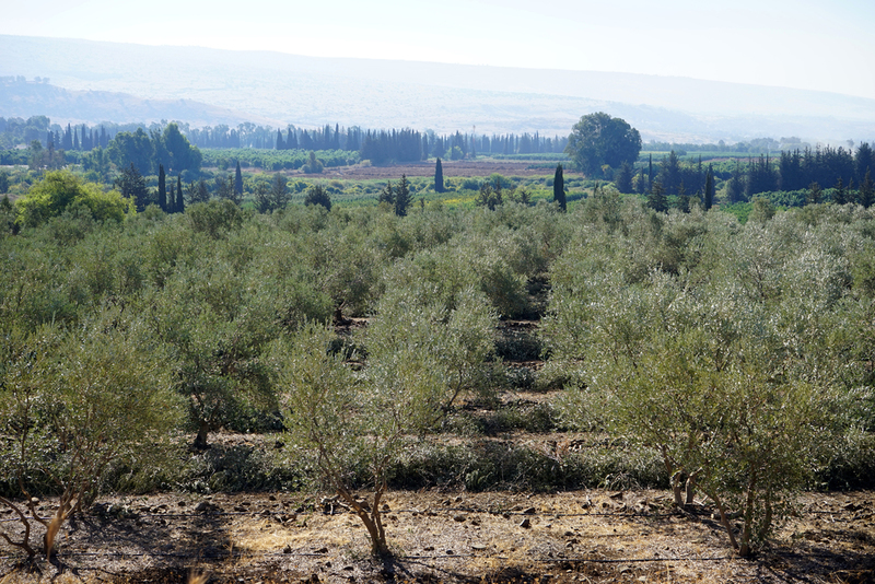 Rings of Trees in Israel