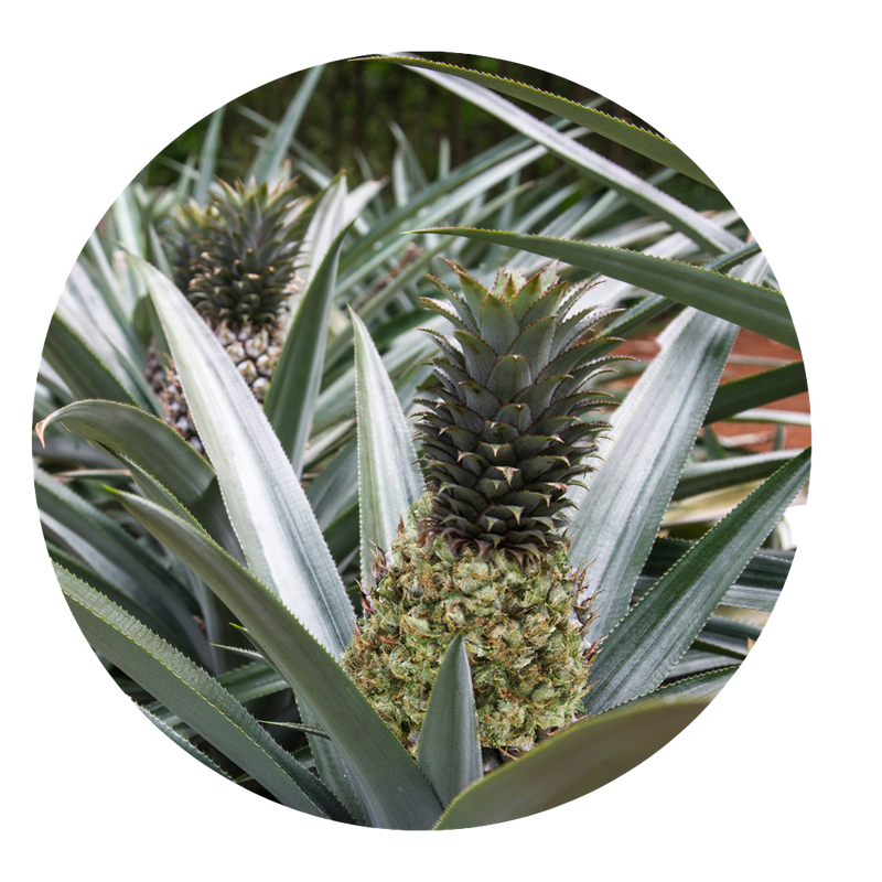 Pineapple Indoor Hydro 10% CBD à partir de 4€/G