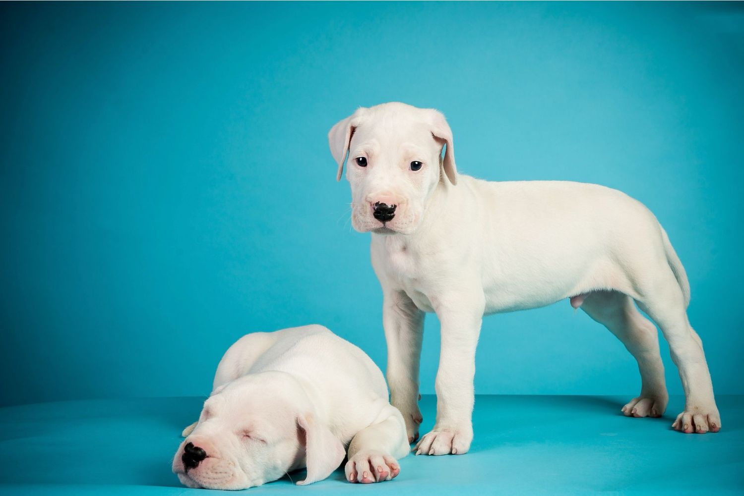 HUNDEZEITKOELN l SACHKUNDENACHWEIS ONLINE NRW l für bestimmte Hunderassen