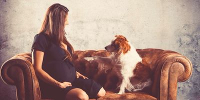 HUNDEZEITKOELN l Der Sachkundenachweis online NRW