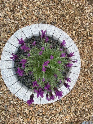 One colour garden circles