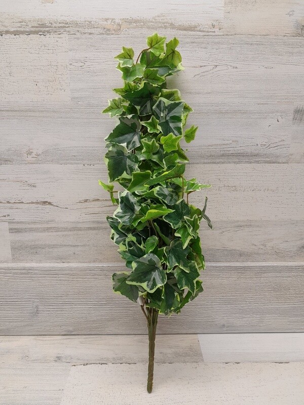 28&quot; Variegated English Ivy Bush Green