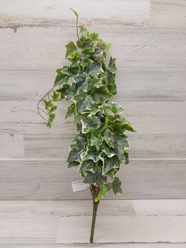 28&quot; Variegated English Ivy Bush