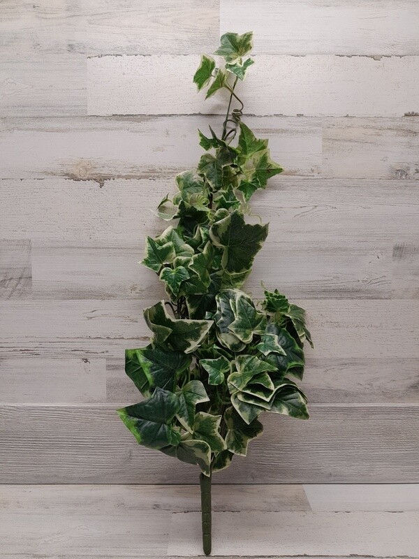 30&quot; Variegated Ivy Holland Bush Green