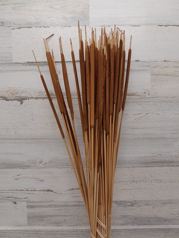 28"-30" Pencil Cattails 100 Stems Dark Brown 28"-30" Pencil Cattails 100 Stems Dark Brown