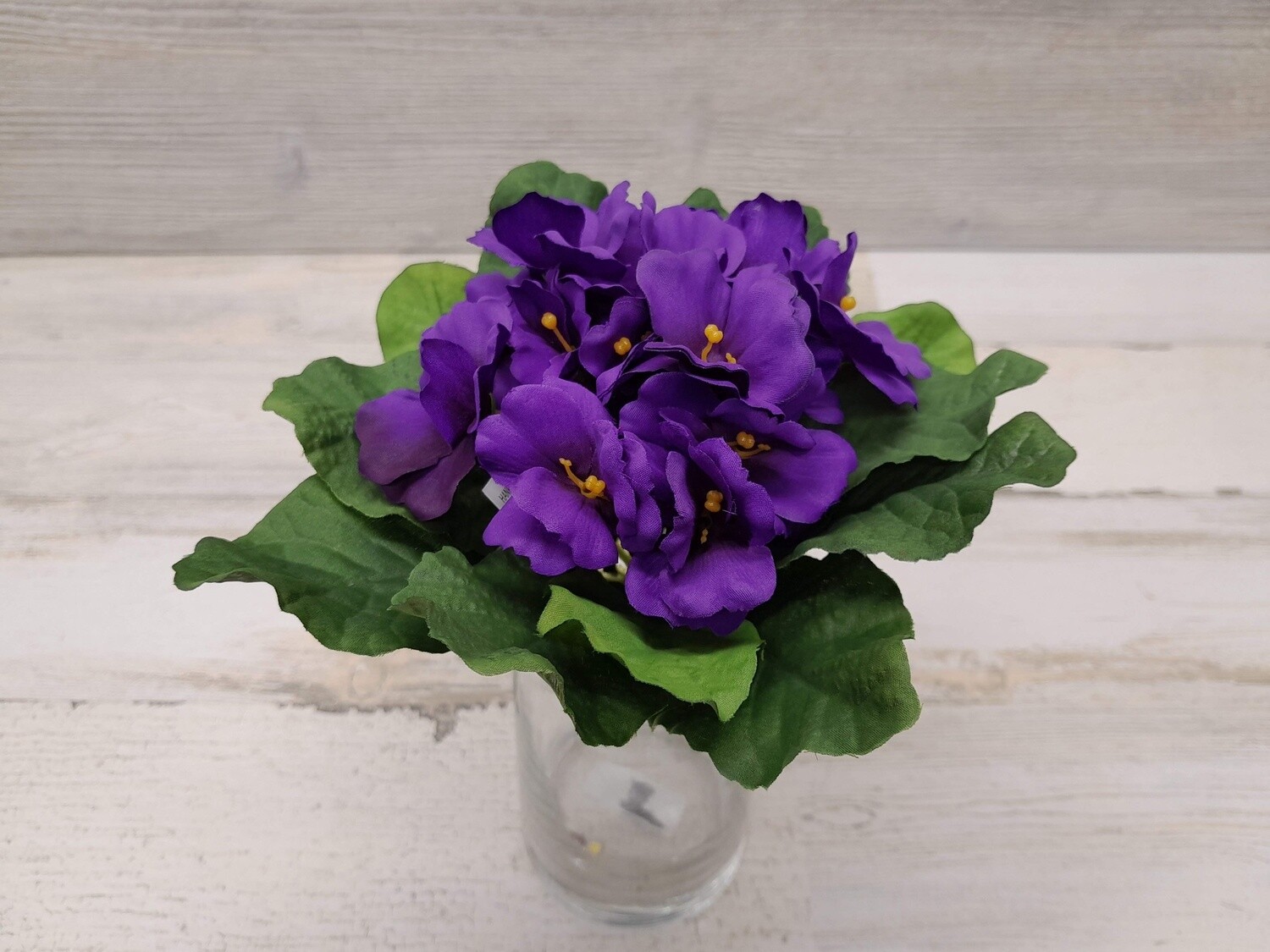 7&quot; African Violet Primula Bush