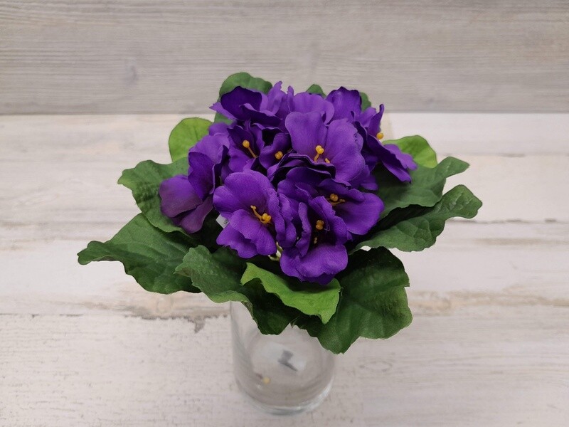 7&quot; African Violet Primula Bush