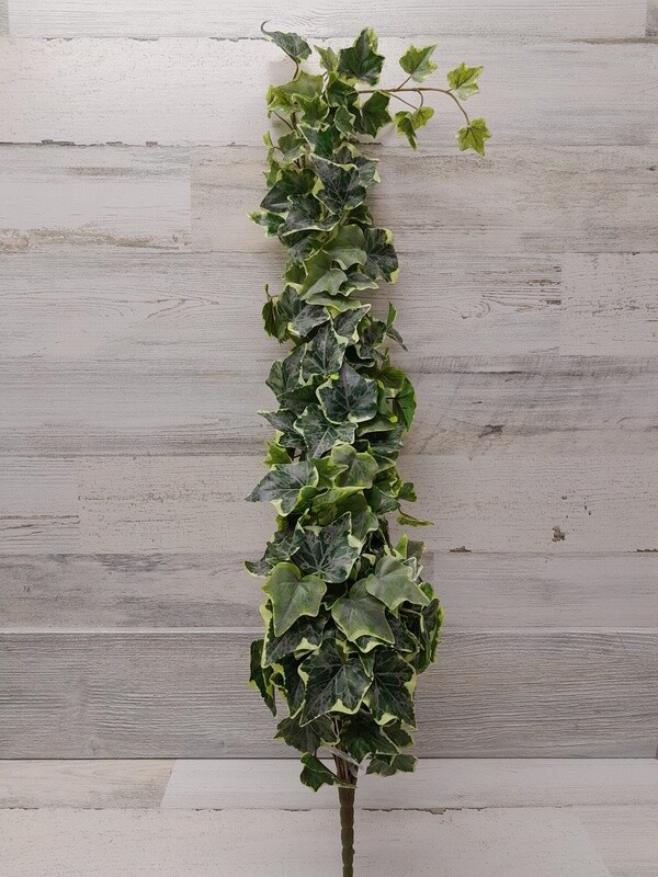 34&quot; Frosted/Variegated English Ivy Hanging Bush