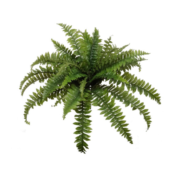 34&quot; Boston Fern Bush x35 Green