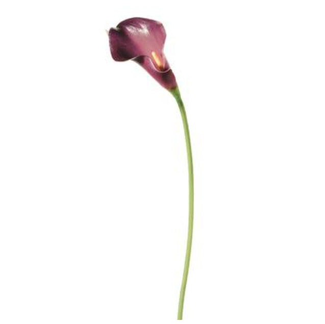 15" Mini Calla Lily Stem Eggplant