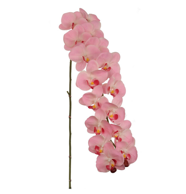49&quot; Phalaenopsis  Stem Pink